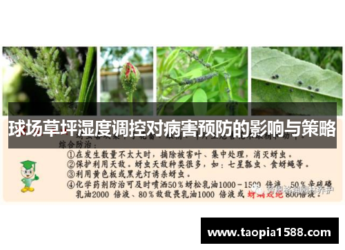球场草坪湿度调控对病害预防的影响与策略